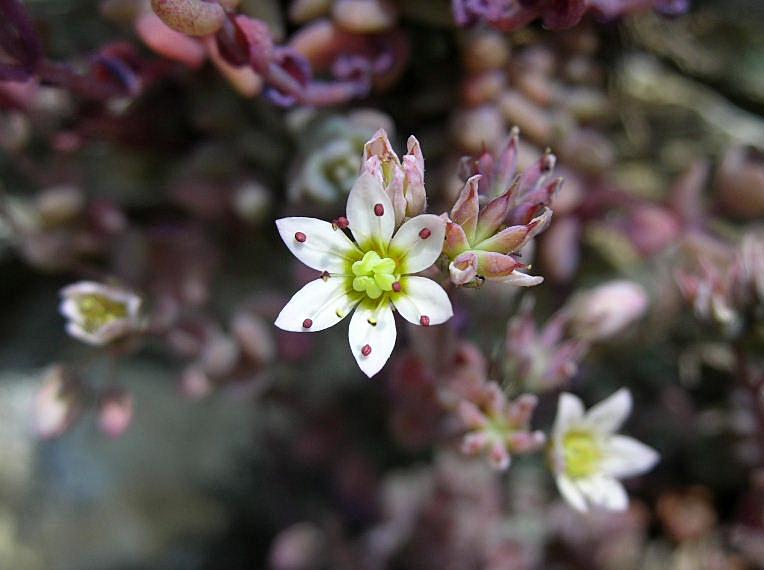 Sedum dasyphyllum / Borracina cinerea
